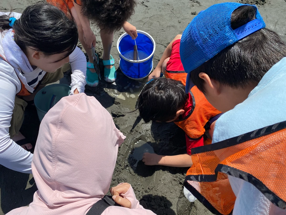 干潟で生き物を探しながら観察する子どもたち